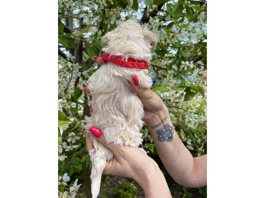 Maltipoo κουτάβια + δώρο