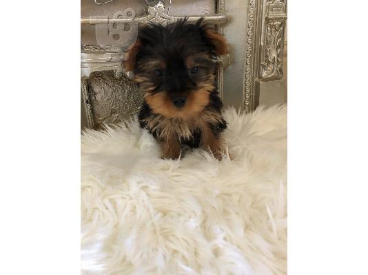 πανέμορφα κουτάβια Yorkie
