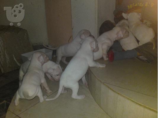 PoulaTo: DOGO ARGENTINO Μαστίφ