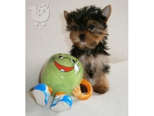 YORKSHIRE TERRIER