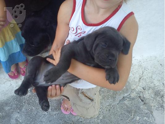Διαθέσιμα καθαρόαιμα κουτάβια Cane Corso