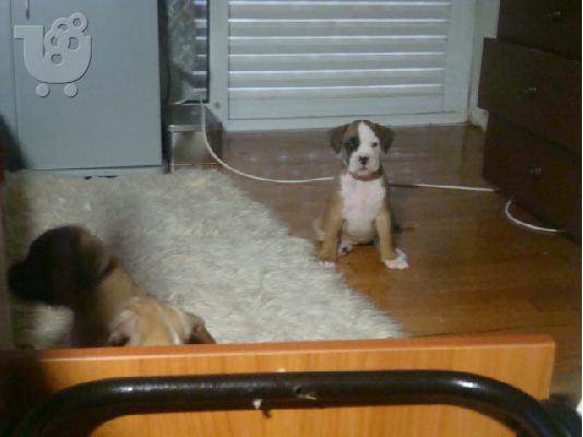 boxer