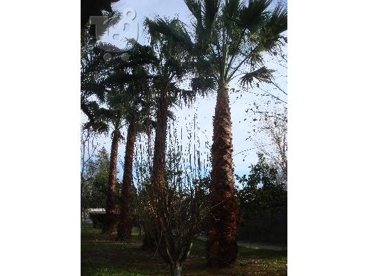 PoulaTo: ΠΩΛΟΥΝΤΕ ΦΟΙΝΙΚΕΣ (PALM TREES) 12 ΧΡΟΝΩΝ 8 ΜΕΤΡΑ ΤΗΛ. 6940684900