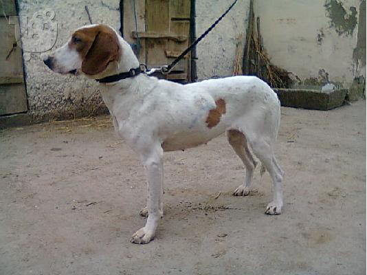 Ίστρια σκύλο istrian hound