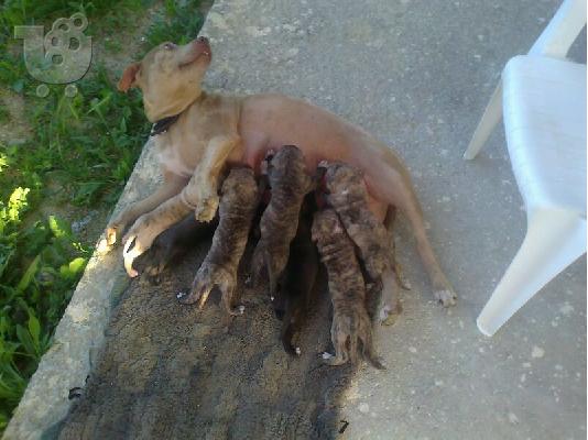 ΠΡΟΣΦΟΡΑ!!!!!!!!!Πανεμορφα Pit Bull