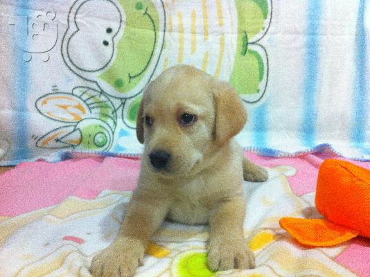 PoulaTo: Labrador