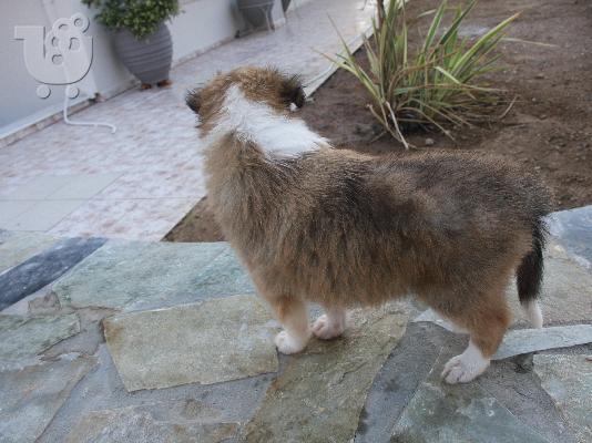 Πανέμορφα κουτάβια Collie
