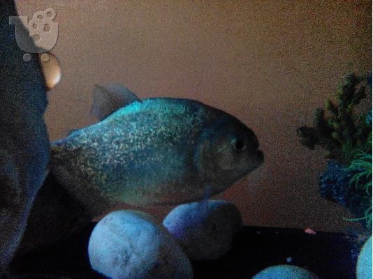 PoulaTo: Piranhas red belly