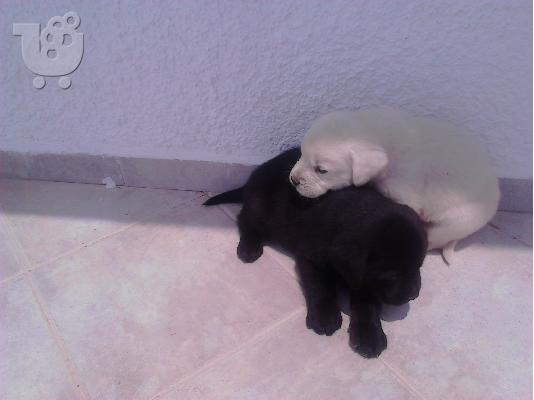 Πωλούνται καθαρόαιμα κουτάβια Labradorευκαιρία
