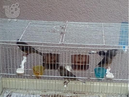 Καναρίνια και αγριόπουλα