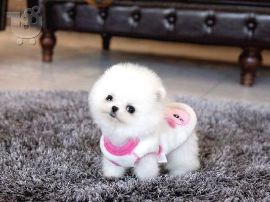 PoulaTo: Χαριτωμένα κουτάβια Pomeranian