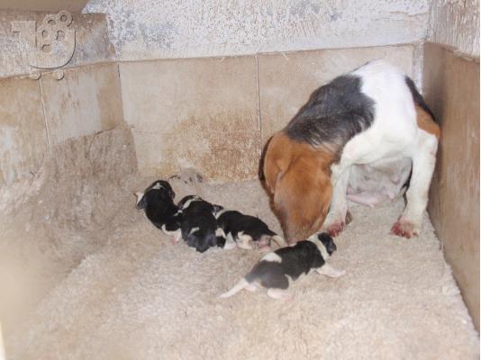 μπηγκλ beagle