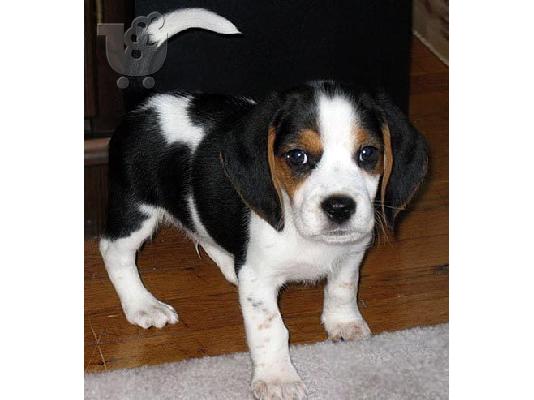 κουτάβια beagle