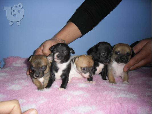 PoulaTo: chihuahua poli omorfa