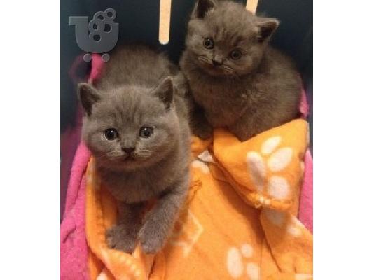 PoulaTo: στερεή κρέμα γατάκια British Shorthair