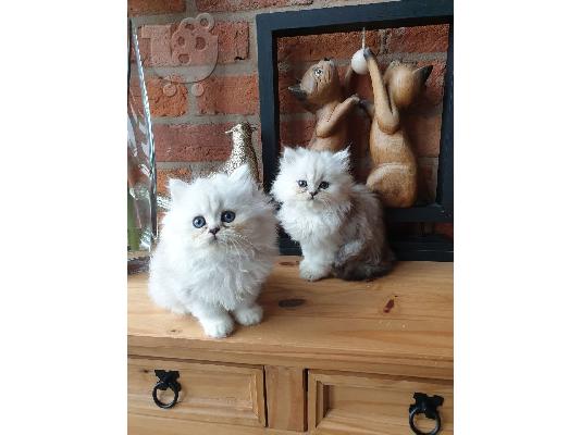 PoulaTo: Το Beautiful Solitaire Chinchilla Kitten Gccf είναι εγγεγραμμένο