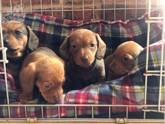 AKC Dachshunds
