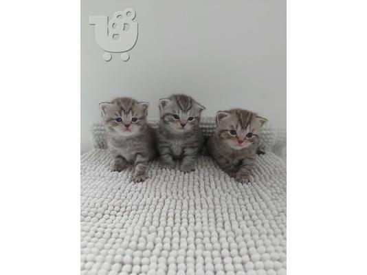 Βρετανικά γατάκια Longhair Tabby προς πώληση Έχουμε εκπληκτικά σκουπίδια από ασήμι και στί...