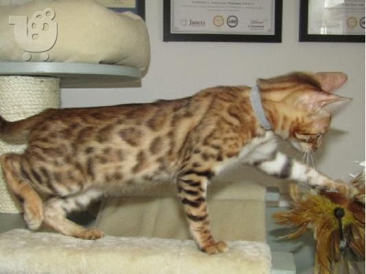Γατάκι Savana Bengal