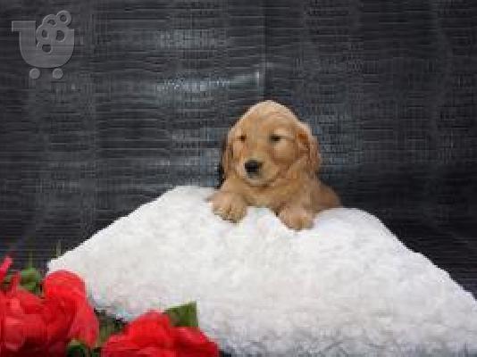 X μάζα τεριέ Golden Retriever
