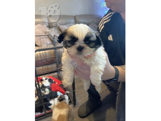 PoulaTo: Διαθέσιμα κουτάβια Shih Tzu