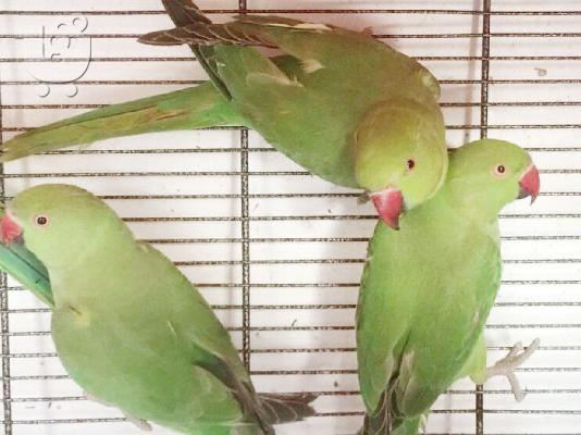 Εντυπωσιακά Baby Ringnecks Έτοιμα και διαθέσιμα τώρα!