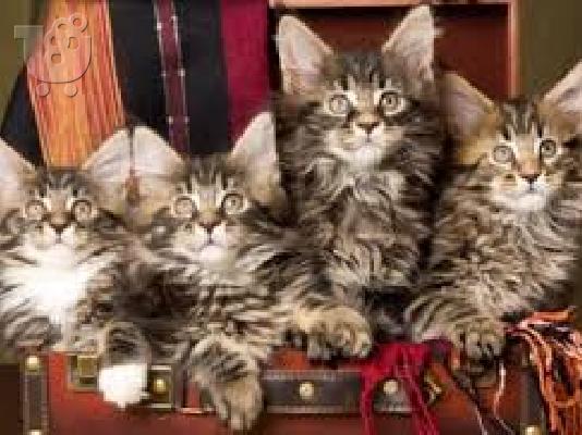 Maine Coon Cats Διαθέσιμο