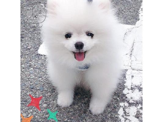 PoulaTo: Κουτάβια Super Pomeranian διαθέσιμα τώρα