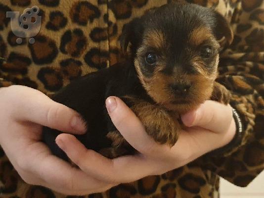 Yorkshire Terrier