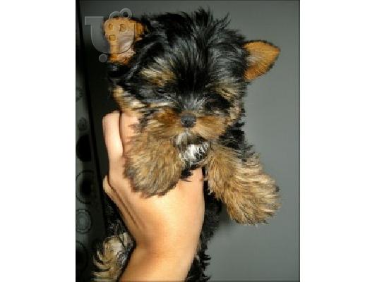 YORKSHIRE TERRIER