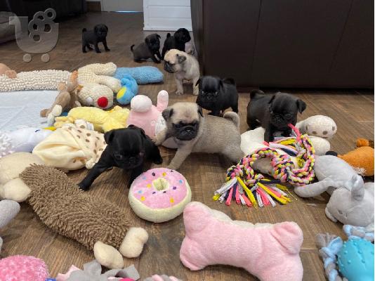 PoulaTo: Pug κουτάβια Whatsapp/Viber +48785742139