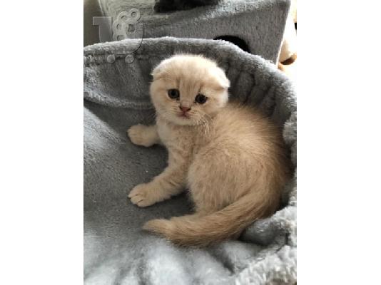 PoulaTo: Εκπληκτικό Scottish Fold Tica Kitten Ready