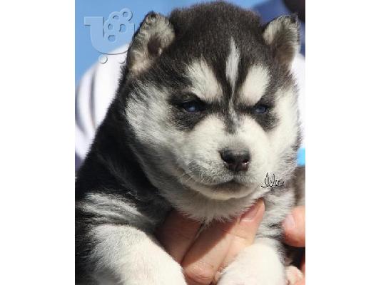 Siberian Husky κουτάβια