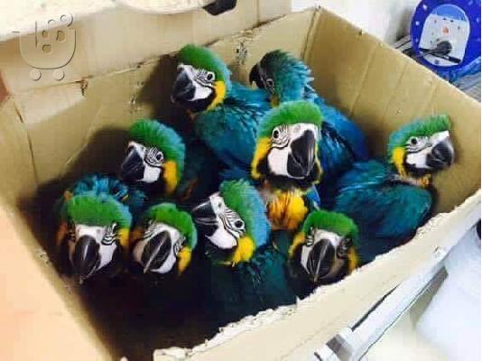 PoulaTo:  scarlet παπαγάλος macaw για 200 €