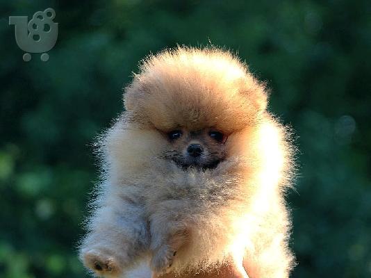 PoulaTo: Κουτάβια Pomeranian BOO, κουτάβια Pomeranian Spitz