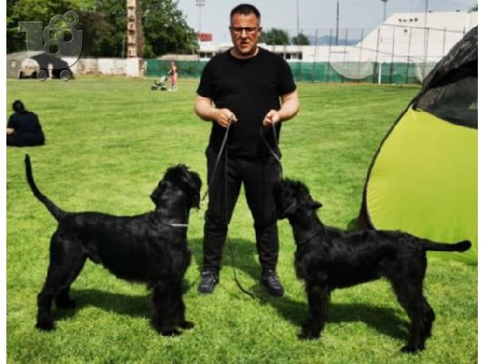 Γιγάντια Μαύρα Σνάουτσερ Κουτάβια