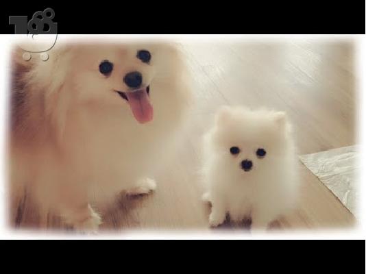 Pomeranian καθαροαιμα Αθηνα-Θεσσαλονικη-Νησια dogsmania.gr 6979314054...