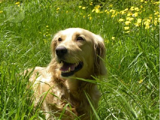 GOLDEN RETRIEVER 