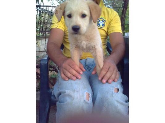 xarizetai golden retriver