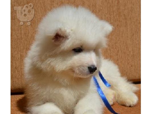 PoulaTo: Samoyed δείχνουν την ποιότητα κουτάβια