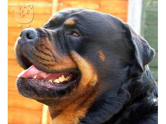 PoulaTo: [ROTTWAILER ( ΡΟΤΒΑΙΛΕΡ)] Ροτβάιλερ