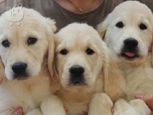 PoulaTo: GOLDEN RETRIEVER
