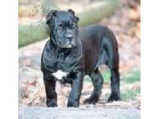 PoulaTo: .............CANE CORSO-ROTTWEILER-GERMANIKOS POIMENIKOS,ΚΑΝΕ ΚΟΡΣΟ-ΡΟΤΒΑΙΛΕΡ-ΓΕΡΜΑΝΙΚΟΣ ΠΟΙΜΕΝΙΚΟΣ............