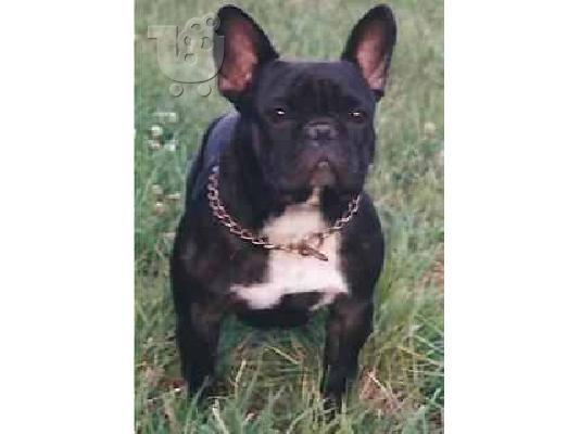 Γαλλικά μπουλντόγκ κουτάβι Bulldog Galliko — Δάφνη