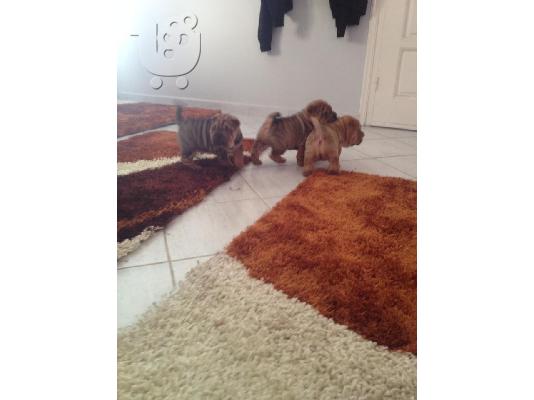 ΠΩΛΟΥΝΤΑΙ ΚΑΘΑΡΟΑΙΜΑ SHARPEI