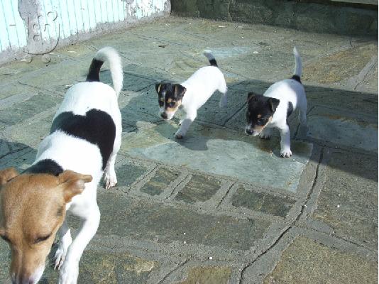 Τζακ Ράσελ (Jack Russel terrier) Τεριέ Τζακ Ράσελ