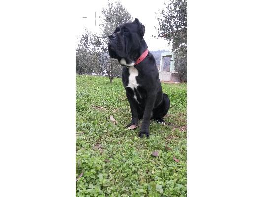 PoulaTo: κουταβι cane corso θηλυκο