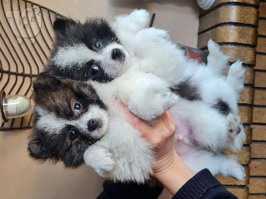 Spitz mini bicolour