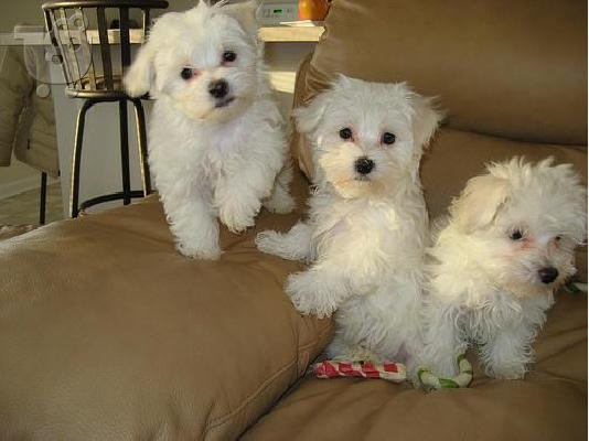 PoulaTo: adorable charming maltese for xmass adoption