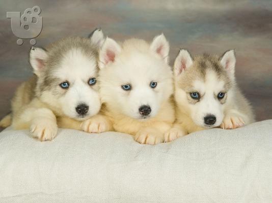 Husky